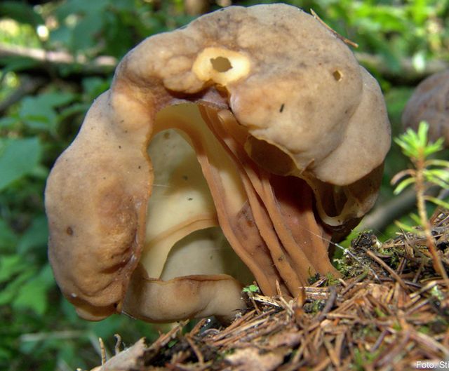 Gyromitra spaerospora 4.jpg