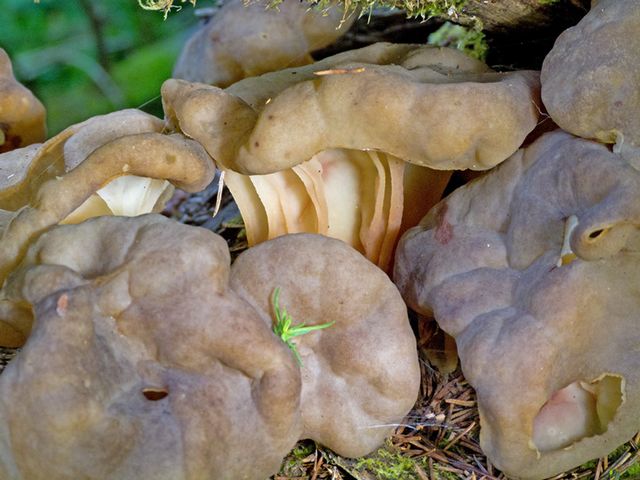 Gyromitra spaerospora 6.jpg