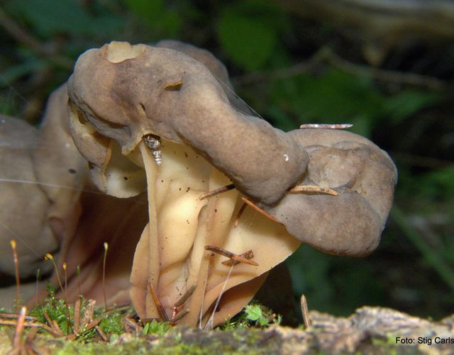 Gyromitra spaerospora 5.jpg