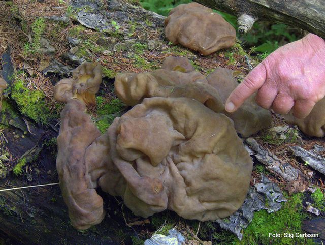 Gyromitra spaerospora 7.jpg