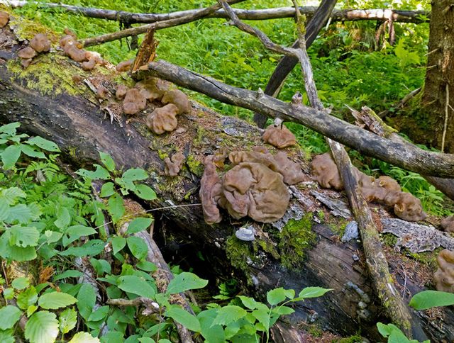 Gyromitra spaerospora 1.jpg