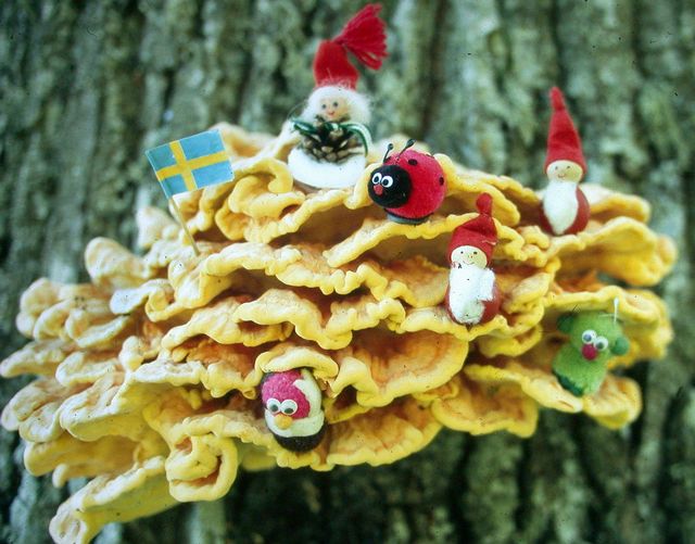 Laetiporus sulphureus Svavelticka me innevÃ¥nare.jpg